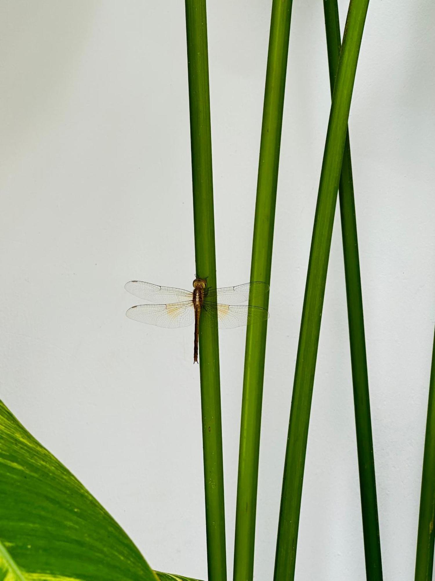 Cu Lao Thu Palmcalina - Phuqui Beach House מראה חיצוני תמונה